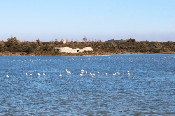 Fotografieren - Flamingo Naturreservat Apulien (c) ausgeglichen unterwegs