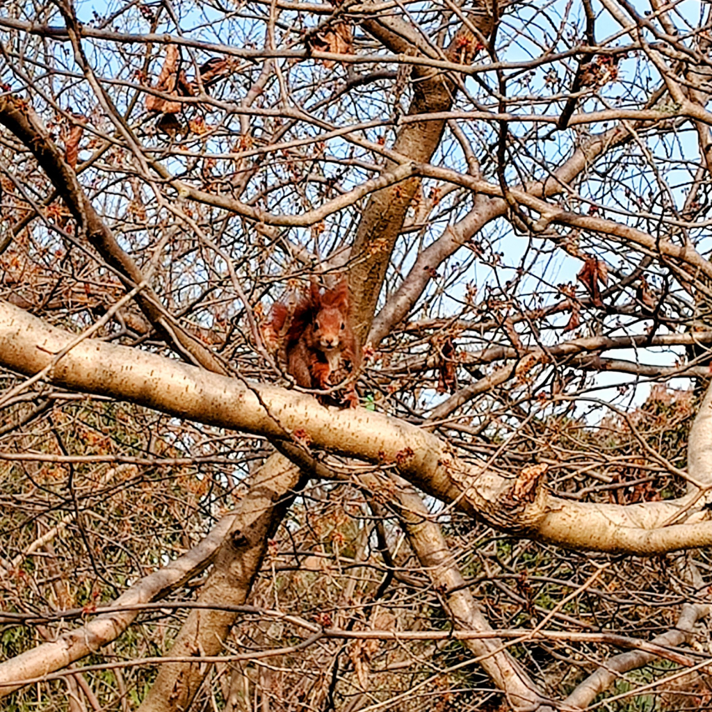Eichhörnchen im Botanischen Garten - © ausgeglichen unterwegs